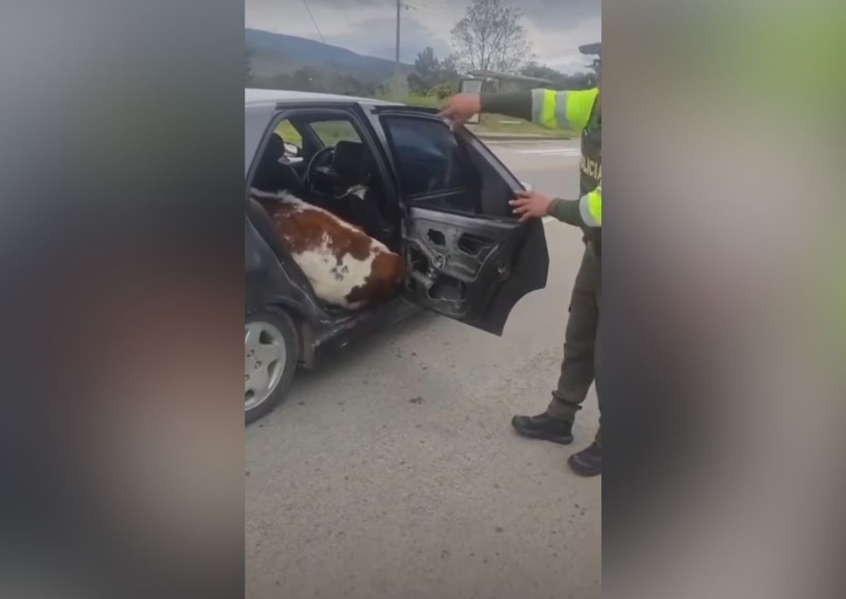 Vacas coche