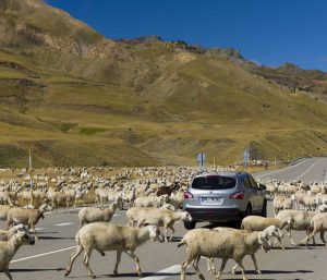 animales carretera