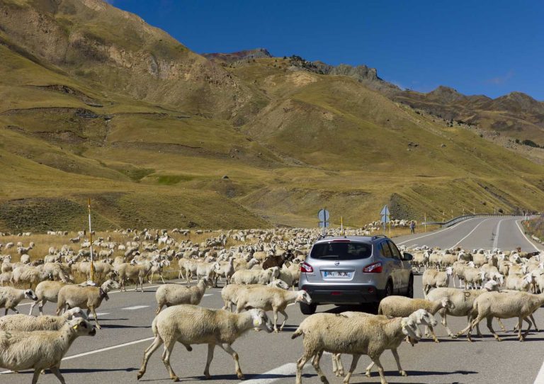 animales carretera