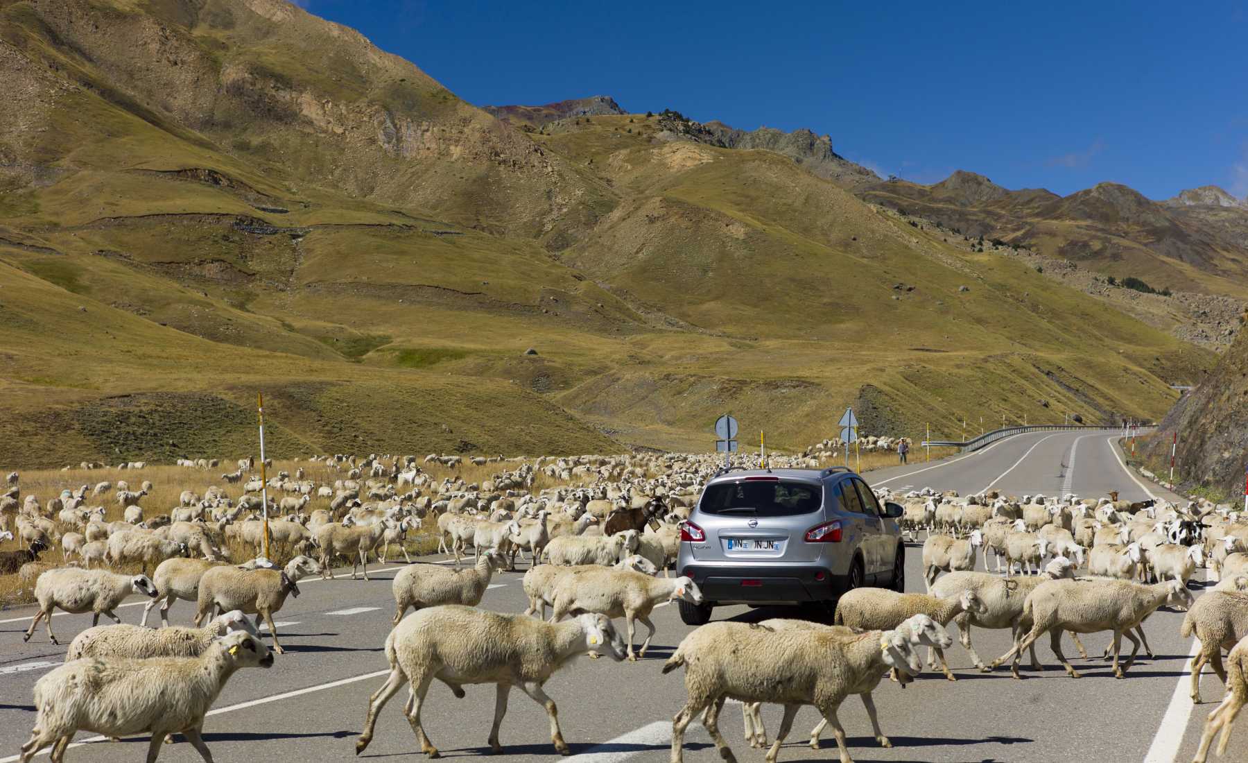 animales carretera