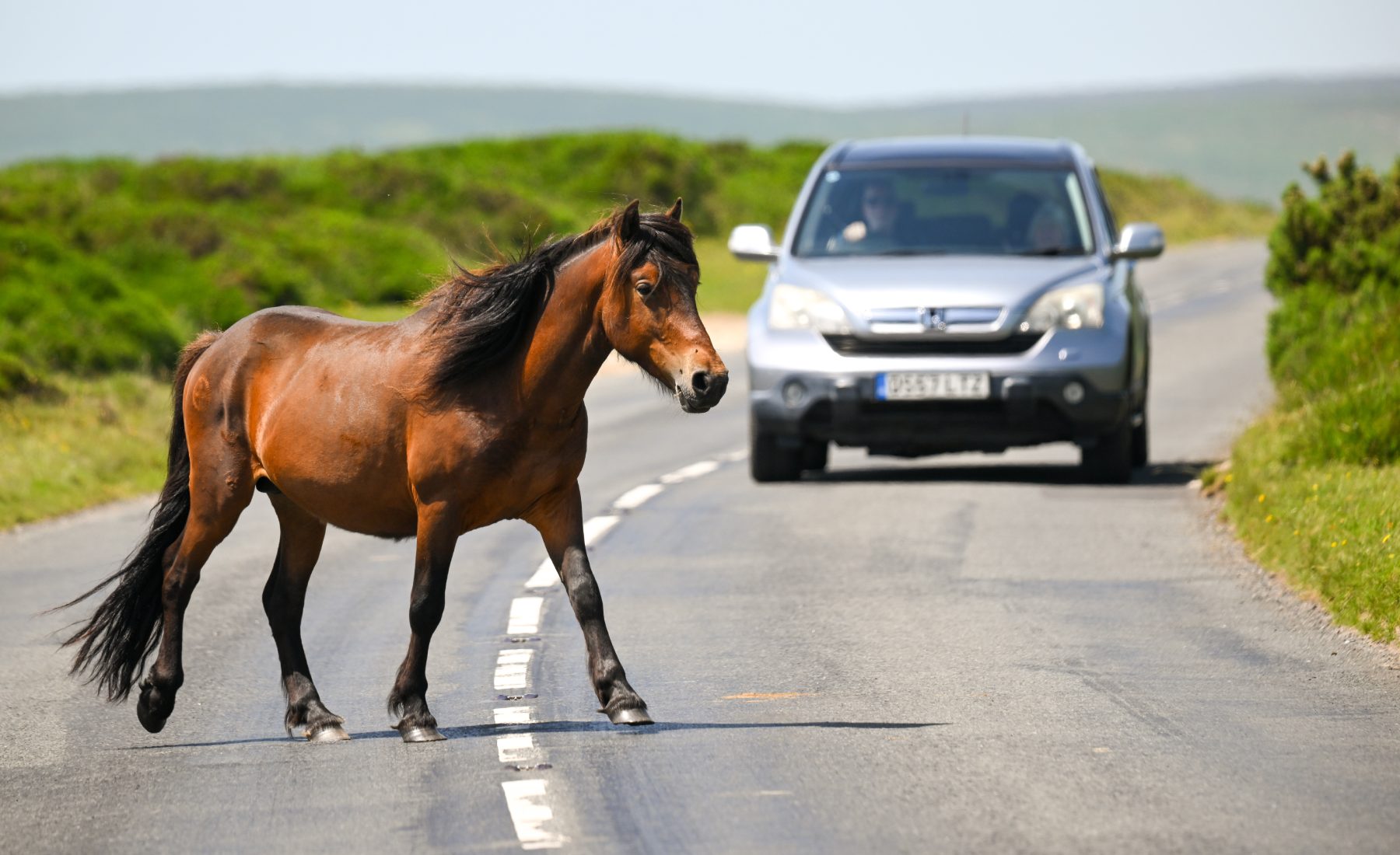 caballo carretera