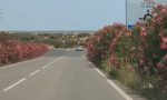 Se ven inofensivos pero no lo son: están presente en las autovías españolas, son un riesgo y miles de conductores lo desconocen