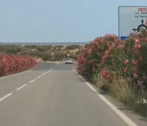 Adelfas carretera España