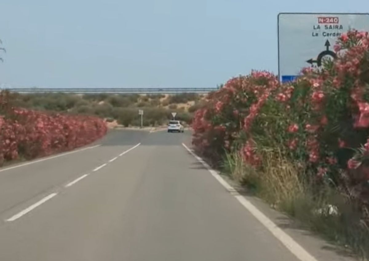 Adelfas carretera España