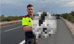 Lo que encontraron los Mossos junto a la AP-7 obligó a una rápida intervención y las imágenes ya son virales