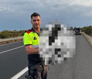 Lo que encontraron los Mossos junto a la AP-7 obligó a una rápida intervención y las imágenes ya son virales
