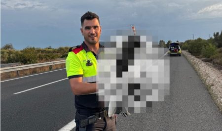 Lo que encontraron los Mossos junto a la AP-7 obligó a una rápida intervención y las imágenes ya son virales