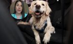 María, veterinaria, sobre llevar al perro en el coche: revela qué es mejor, si el transportín o el arnés y si el maletero o el asiento trasero