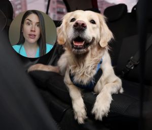 María, veterinaria, sobre llevar al perro en el coche: revela qué es mejor, si el transportín o el arnés y si el maletero o el asiento trasero