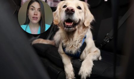 María, veterinaria, sobre llevar al perro en el coche: revela qué es mejor, si el transportín o el arnés y si el maletero o el asiento trasero