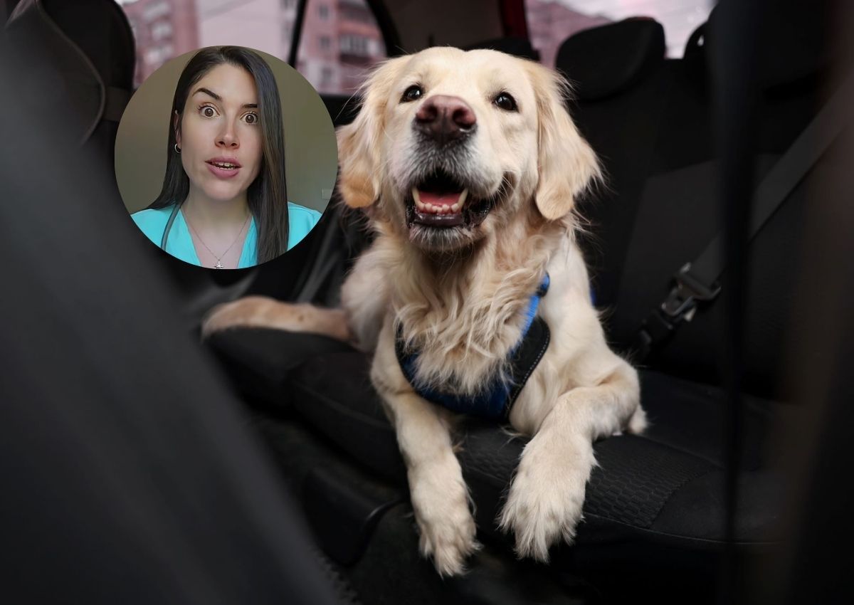 María, veterinaria, sobre llevar al perro en el coche: revela qué es mejor, si el transportín o el arnés y si el maletero o el asiento trasero