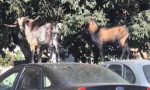 Fue a tirar la basura y se encontró con varias cabras sobre los coches: la escena que se repite cada verano en una localidad de Mallorca