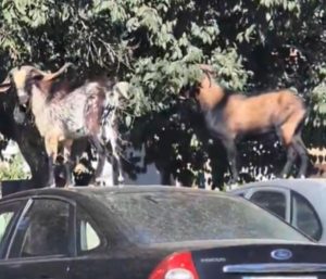 Cabras Mallorca coches