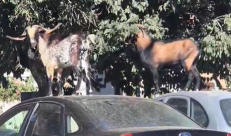Cabras Mallorca coches