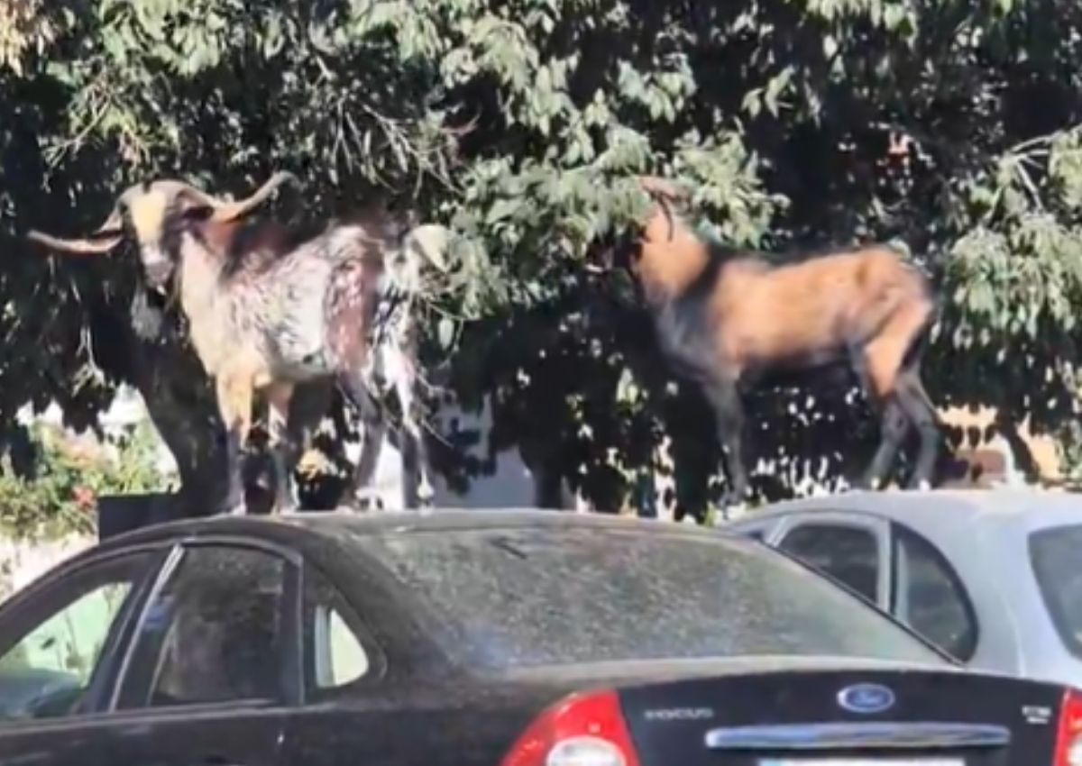 Cabras Mallorca coches