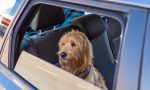 Sumar pide un protocolo nacional para proteger a las mascotas en los accidentes de tráfico