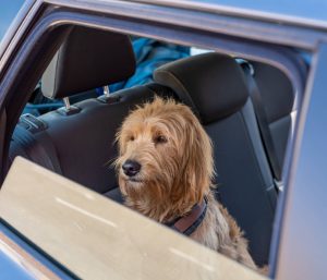 Sumar pide un protocolo nacional para proteger a las mascotas en los accidentes de tráfico