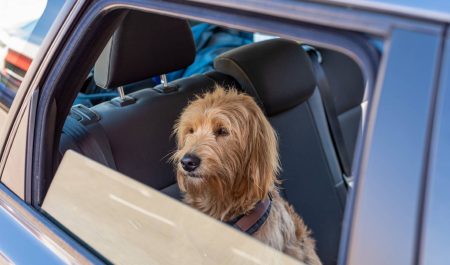 Sumar pide un protocolo nacional para proteger a las mascotas en los accidentes de tráfico