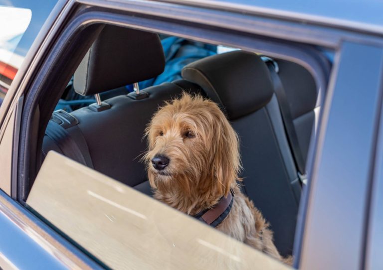 Sumar pide un protocolo nacional para proteger a las mascotas en los accidentes de tráfico