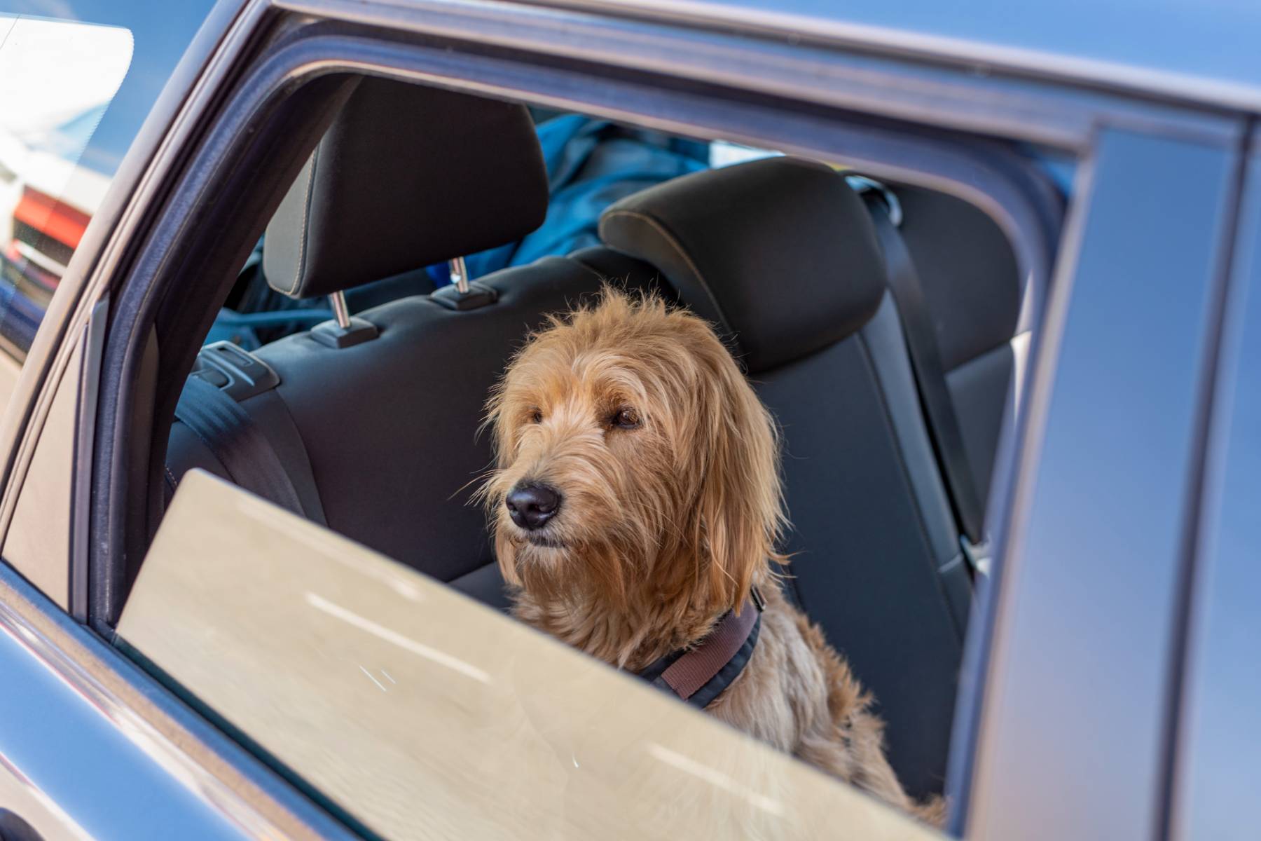 Sumar pide un protocolo nacional para proteger a las mascotas en los accidentes de tráfico