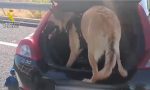 La Guardia Civil para un coche en Albacete y ‘Xana’ descubre casi 2.000 dosis de hachís: ni bajo el tapizado escaparon a su olfato