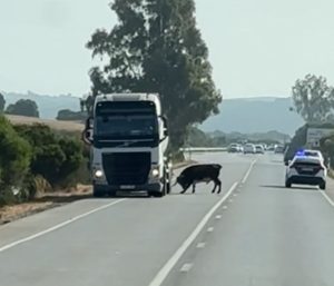Toro carretera Cádiz