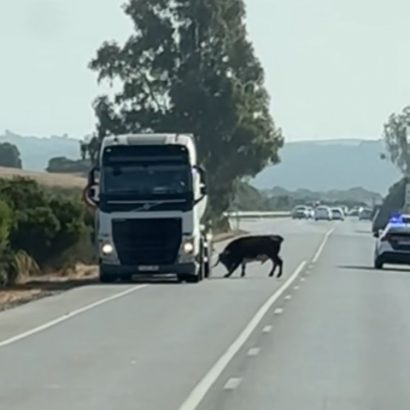 Un toro suelto embiste varios vehículos y siembra el terror en plena carretera en Cádiz: los conductores huyen para evitar al animal