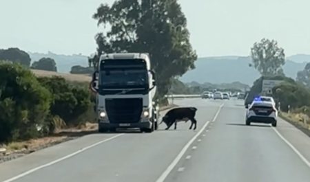 Toro carretera Cádiz