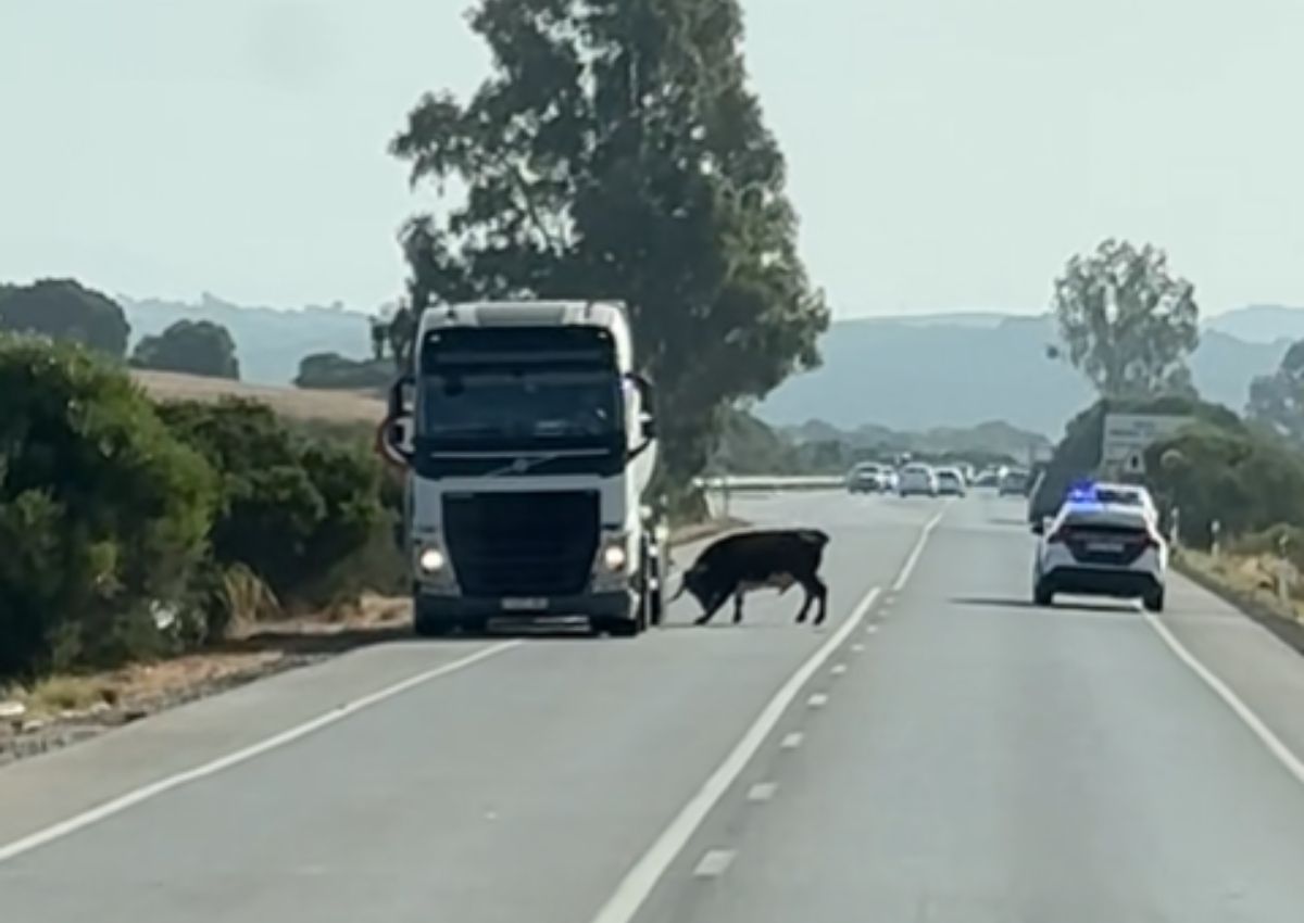 Toro carretera Cádiz